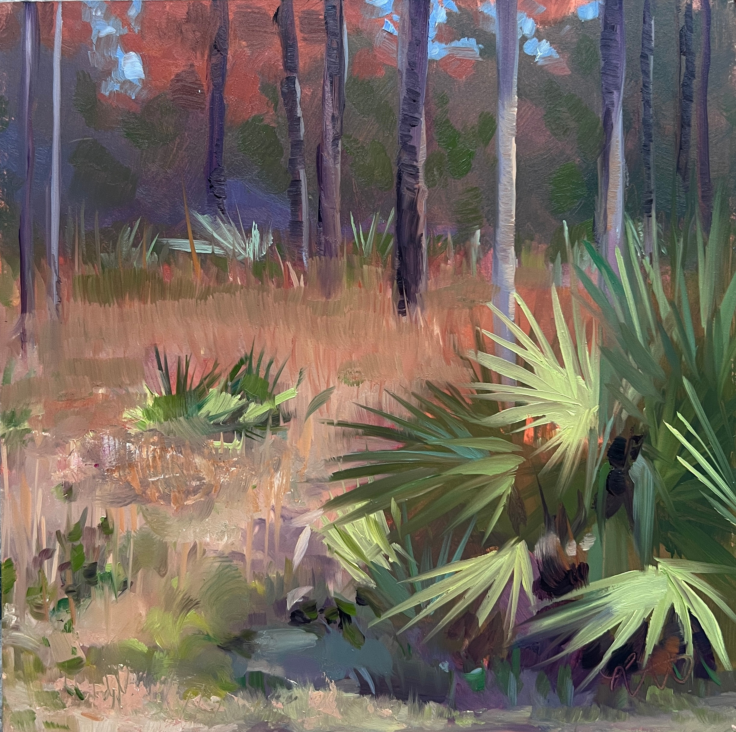 Palmetto Crews, 2025
8 x 8 in. Oil on Panel
Painted En Plein Air
Long Pine Key, Everglades National Park
$300